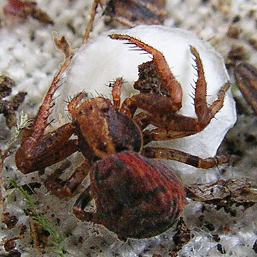 female spider Xysticus pretiosus with egg sac, trail, former forest service road south of Lake Sutherland, Clallam County, Washington