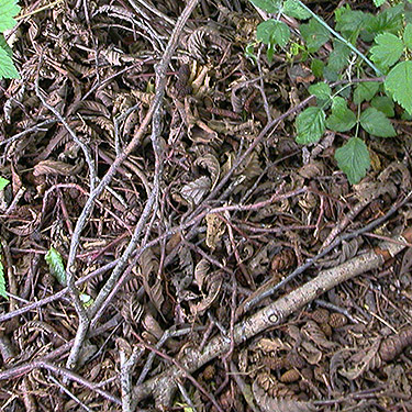 alder leaf litter along Crosby Road north of Swantown Lake, Whidbey Island, Washington