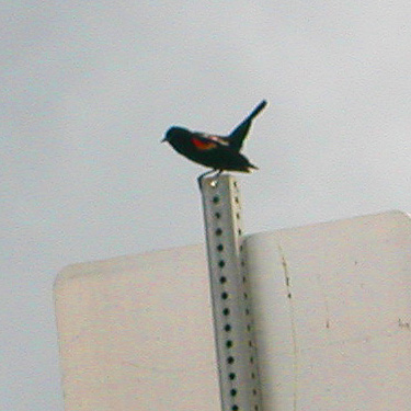 redwing blackbird on signpost beside marsh north of Swantown Lake, Whidbey Island, Washington
