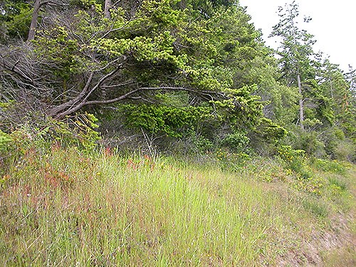conifer foliage at top of road bank, north of Swantown Lake, Whidbey Island, Washington