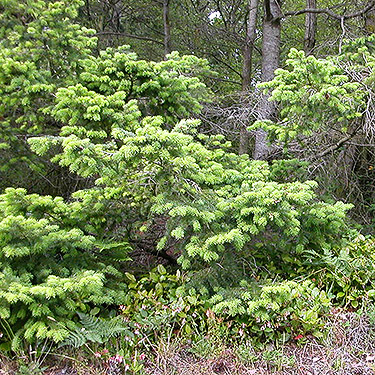 dense conifer foliage along Crosby Road, north of Swantown Lake, Whidbey Island, Washington