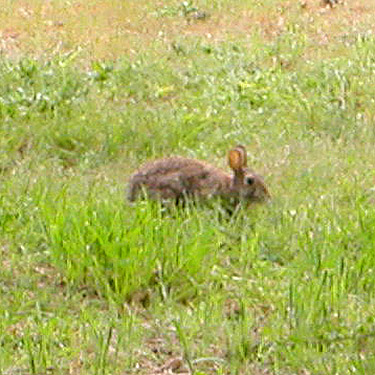 rabbit at Joseph Whidbey State Park, north of Swantown Lake, Whidbey Island, Washington