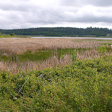 marsh north of Swantown Lake, Whidbey Island, Washington
