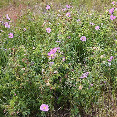 Nootka rose, Rosa nutkana, at Joseph Whidbey State Park, north of Swantown Lake, Whidbey Island, Washington