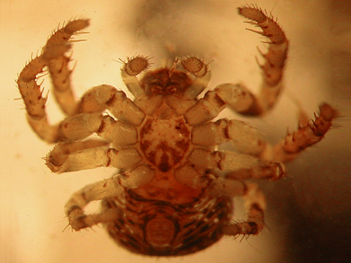 ventral view of juvenile crab spider Ozyptila praticola, marsh north of Swantown Lake, Whidbey Island, Washington