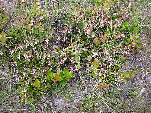 salal in bloom on Crosby Road, north of Swantown Lake, Whidbey Island, Washington