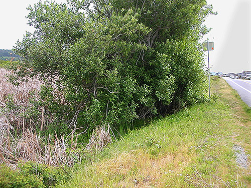 large shrub at marsh edge, north of Swantown Lake, Whidbey Island, Washington