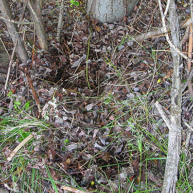leaf litter under shrub at edge of marsh, north of Swantown Lake, Whidbey Island, Washington