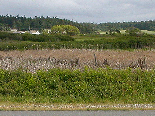 shrub barrier between road and marsh north of Swantown Lake, Whidbey Island, Washington