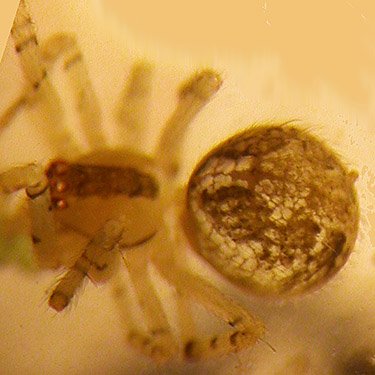 theridiid spider Theridion varians from conifers on Crosby Road, north of Swantown Lake, Whidbey Island, Washington