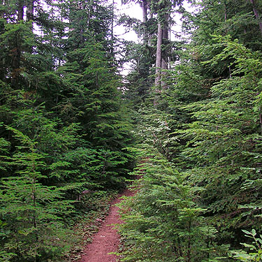 conifer foliage in clearcut, Pacific Crest Trail south of Tacoma Pass, King/Kittitas County, Washington
