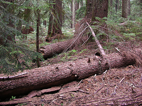 logs and fallen bark, Pacific Crest Trail south of Tacoma Pass, King/Kittitas County, Washington