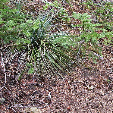beargrass and cones in clearcut, Pacific Crest Trail south of Tacoma Pass, King/Kittitas County, Washington