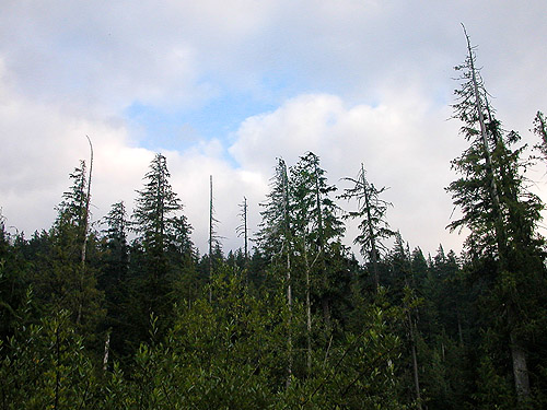 chink of blue in overcast sky, upper Tacoma Creek near Tacoma Pass, King County, Washington
