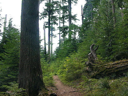 edge of clearcut, Pacific Crest Trail south of Tacoma Pass, King/Kittitas County, Washington