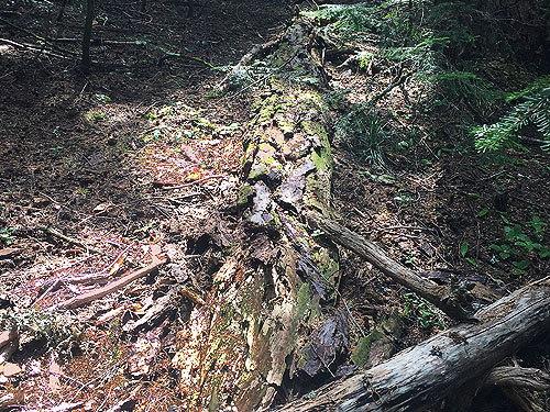 disintegrating log, Pacific Crest Trail south of Tacoma Pass, King/Kittitas County, Washington