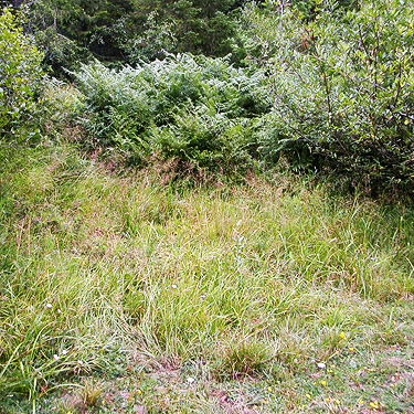 small grassy field, upper Tacoma Creek near Tacoma Pass, King County, Washington