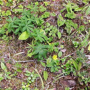 roadside herbs near upper Tacoma Creek SW of Tacoma Pass, King County, Washington