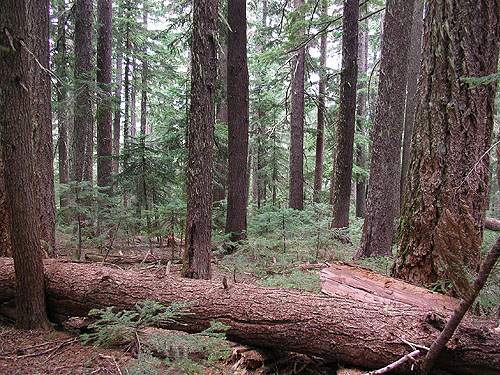 magnificent old growth, Pacific Crest Trail south of Tacoma Pass, King/Kittitas County, Washington