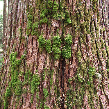 moss on old growth hemlock trunk, Pacific Crest Trail south of Tacoma Pass, King/Kittitas County, Washington