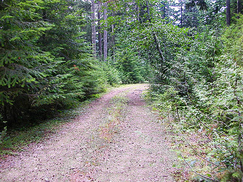 road along upper Tacoma Creek SW of Tacoma Pass, King County, Washington