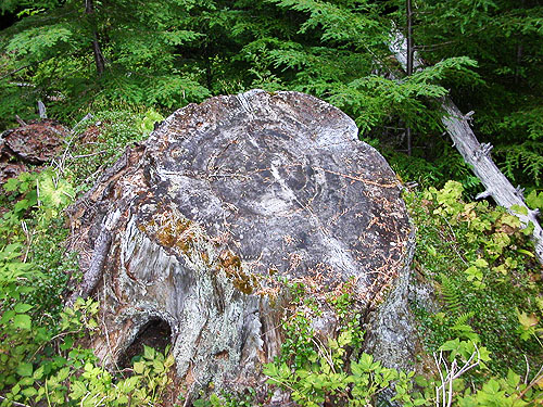 large stump beside upper Tacoma Creek SW of Tacoma Pass, King County, Washington