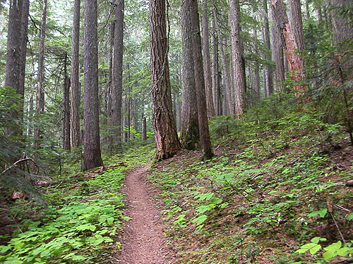 Pacific Crest Trail south of Tacoma Pass, King/Kittitas County, Washington