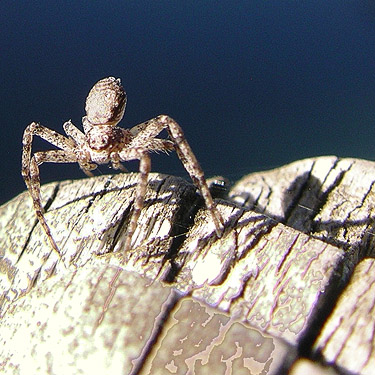 crab spider Philodromus spectabilis ballooning from bridge railing, Taidnapam Park, Lewis County, Washington