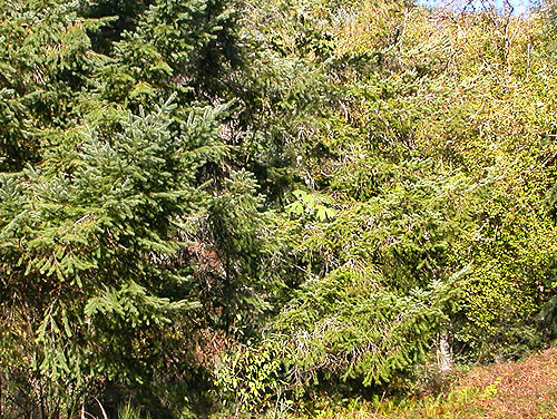 roadside conifer foliage, Taidnapam Park, Lewis County, Washington