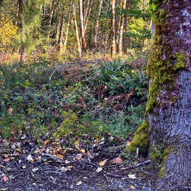 moss on, and litter under, cottonwood tree, Taidnapam Park, Lewis County, Washington