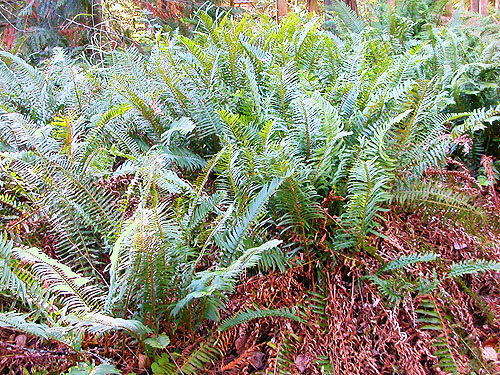 sword fern understory Pterostichum munitum, Taidnapam Park, Lewis County, Washington