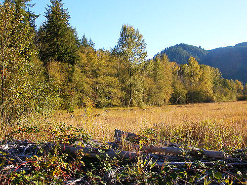 edge of grassland on former lake bottom, Taidnapam Park, Lewis County, Washington