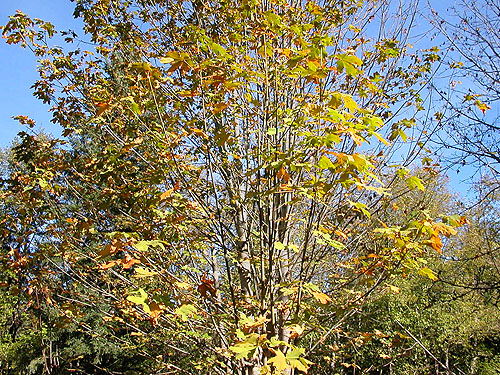 bigleaf maple tree, Taidnapam Park, Lewis County, Washington