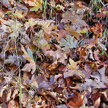 maple leaf litter, Taidnapam Park, Lewis County, Washington