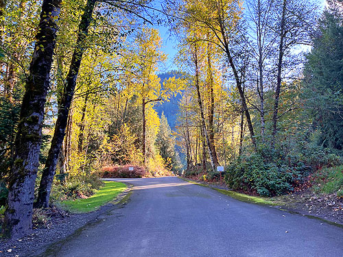 cottonwood trees along park road, Taidnapam Park, Lewis County, Washington