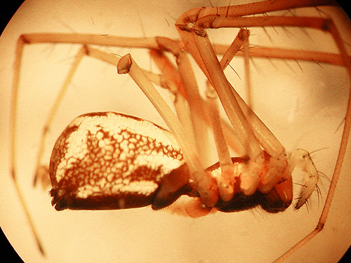 Neriene radiata linyphiid spider, Taidnapam Park, Lewis County, Washington