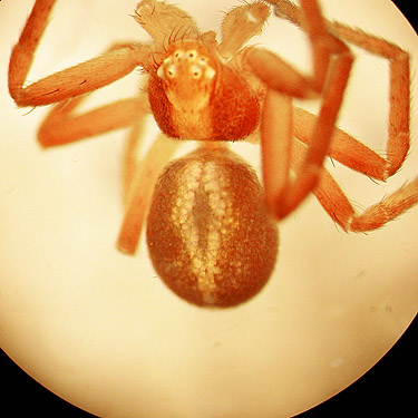 Philodromus rufus crab spider, Taidnapam Park, Lewis County, Washington