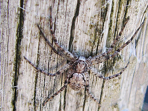 crab spider Philodromus spectabilis on bridge, Taidnapam Park, Lewis County, Washington