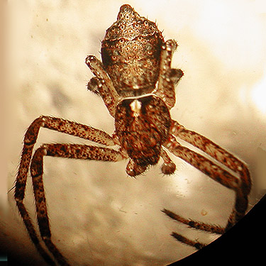 crab spider Tmarus angulatus from grassland, Taidnapam Park, Lewis County, Washington