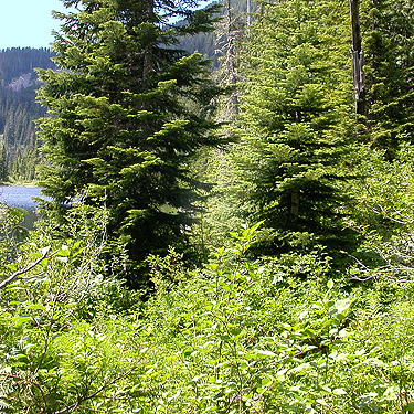 young conifers in clearing, Talapus Lake, King County, Washington