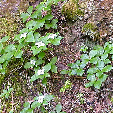 Cornus canadensis in bloom, Talapus Lake, King County, Washington