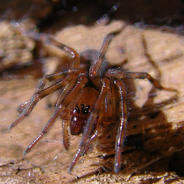 juvenile Callobius spider from dead wood, Talapus Lake, King County, Washington