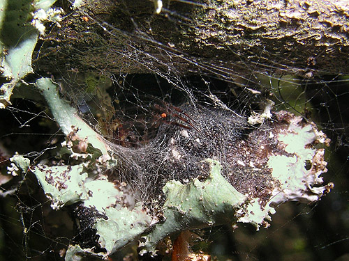 Zygiella spider retreat in lichen on tree branch, Talapus Lake, King County, Washington