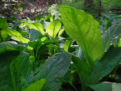 skunk cabbage leaves, Lysichiton, Talapus Lake, King County, Washington