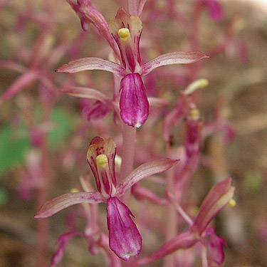 forest orchid, Talapus Lake, King County, Washington