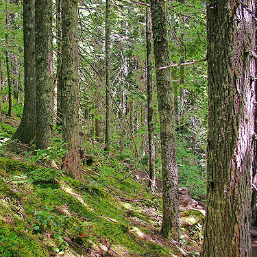 typical slope forest near Talapus Lake, King County, Washington