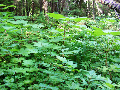 denser vegetation by stream, Talapus Lake, King County, Washington