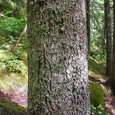 trunk of white pine tree Pinus monticola along trail to Talapus Lake, King County, Washington