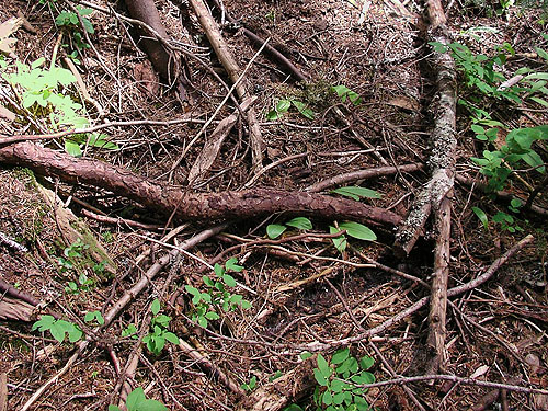 dead wood sampled for spiders by Laurel, Talapus Lake, King County, Washington