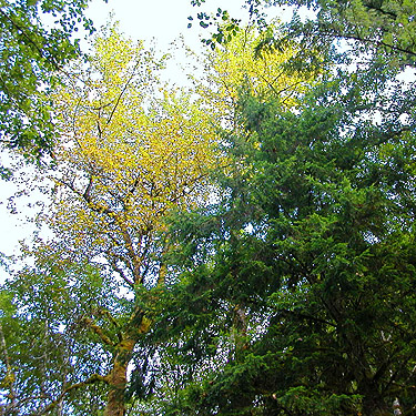 solitary cottonwood tree Populus trichocarpa, Tenas Creek bridge, Skagit County, Washington